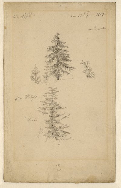 Zwei Tannenstudien von Caspar David Friedrich