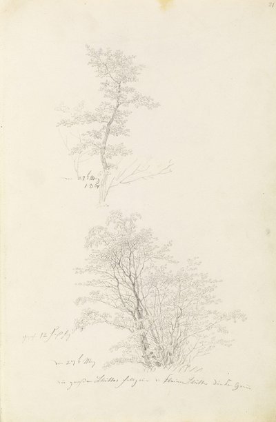Gruppe junger Bäume von Caspar David Friedrich