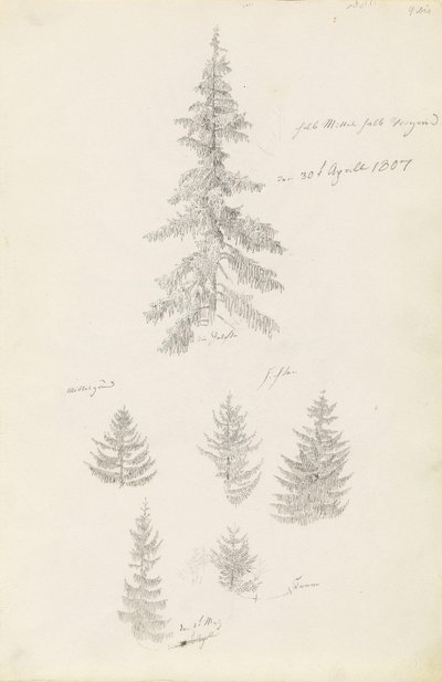 Sechs Studien von Fichten und Tannen von Caspar David Friedrich