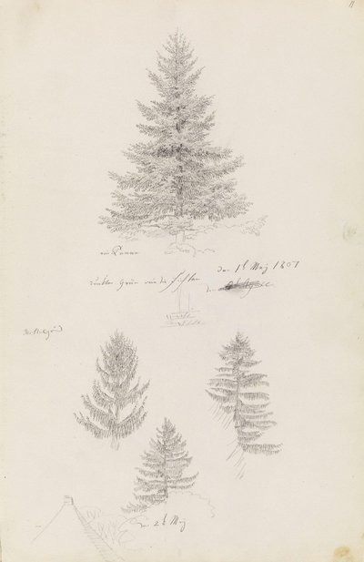 Tanne und drei Studien von Fichten von Caspar David Friedrich