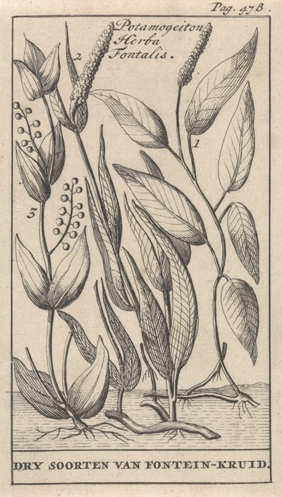 Drei Arten von Quellkraut von Caspar Luyken