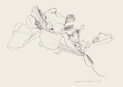 Radieschen Botanische Zeichnung von Catalina Somolinos