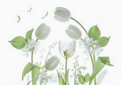 Ätherische Weiße Tulpen von Catherine Wang