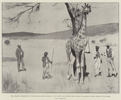 Die Giraffe, die der Königin von König Khama auf ihrem Heimatboden vor der Reise nach England präsentiert wurde, die mit ihrem Tod endete von Cecil Charles Windsor Aldin
