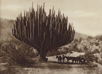 Mexiko: Kaktus in Kandelaberform, Oaxaca von Cecile Seler Sachs