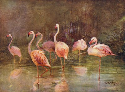Flamingos von Charles (after) Whymper