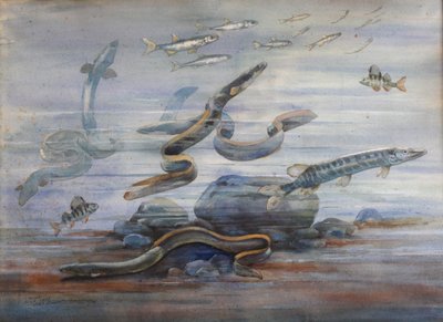 Meeresfische von Charles Bernier