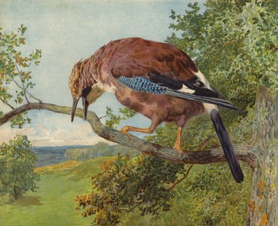 Eichelhäher von Charles Collins
