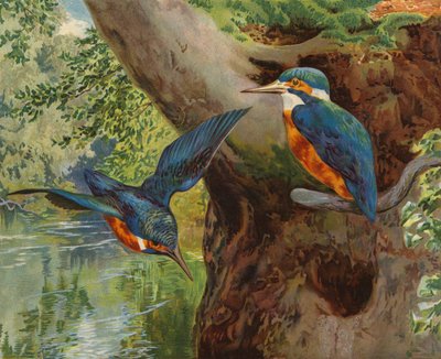 Eisvögel von Charles Collins