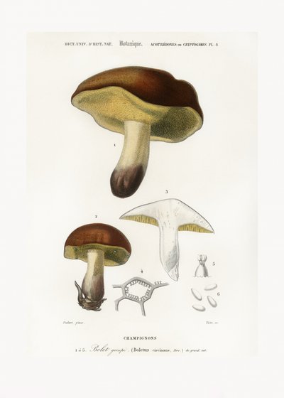 Pilz (Boletus circinans) von Charles Dessalines D