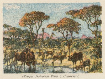 Südafrika: Kruger-Nationalpark, E Transvaal von Charles Ernest Peers