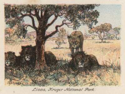 Südafrika: Löwen, Kruger-Nationalpark von Charles Ernest Peers