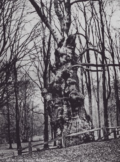 Die alte Eiche, Knole Park (s/w Foto) von Charles Essenhigh Corke