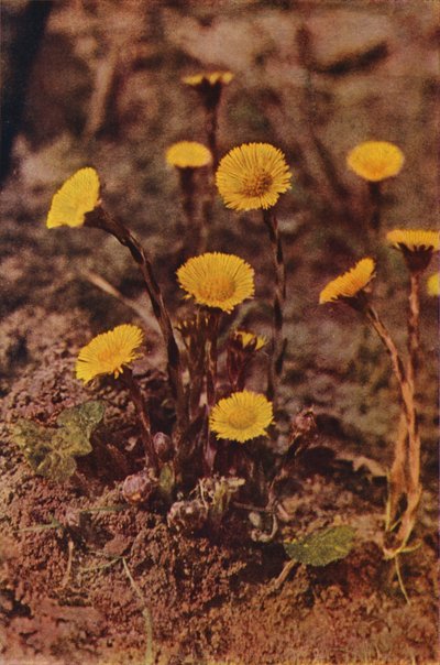Wildblumen: Huflattich von Charles Essenhigh Corke