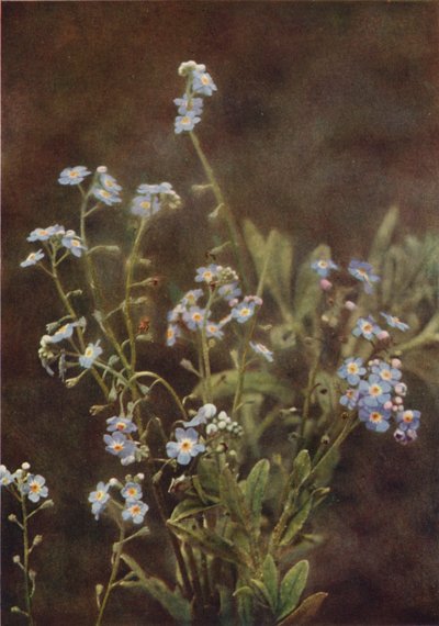Wildblumen: Vergissmeinnicht von Charles Essenhigh Corke