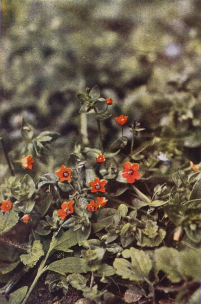 Wildblumen: Roter Gauchheil von Charles Essenhigh Corke