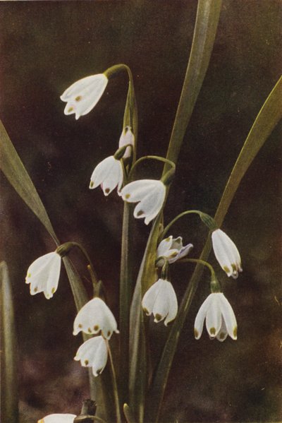 Wildblumen: Schneeglöckchen von Charles Essenhigh Corke