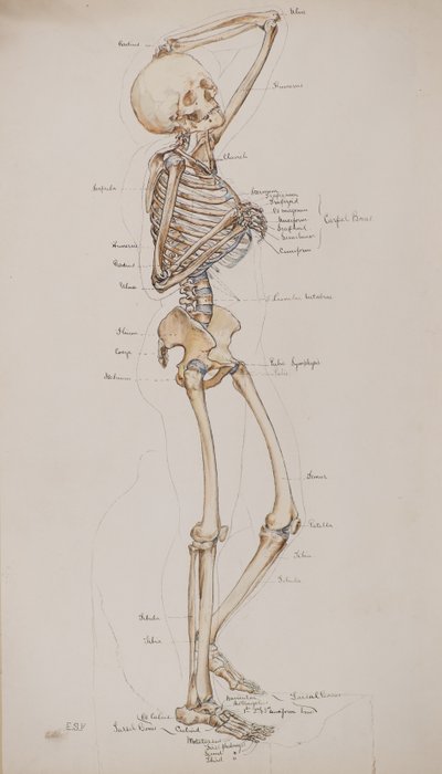Studie [Menschliches Skelett (beschriftete Knochen)], ca. 1884 von Charles Gustav Louis Phillips