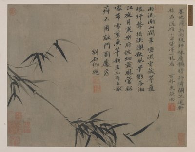 Ein Bambusspross, möglicherweise Qing-Dynastie von Chinese School