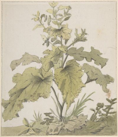 Studie einer Pflanze von Christian Wilhelm Ernst Dietrich