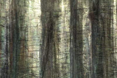 Verschwommenes Waldlicht von Christina Sillen