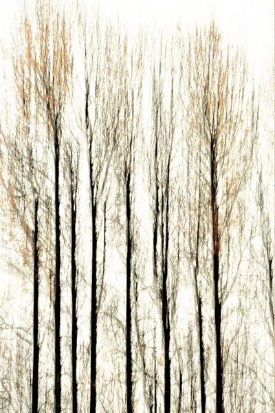 Verschwommene Waldlinien von Christina Sillen