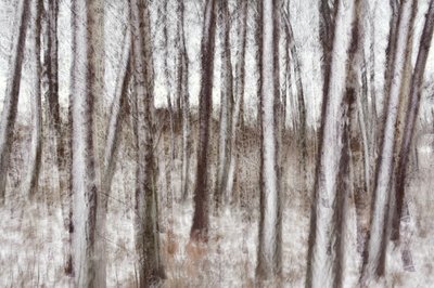 Verschwommene Winterbäume von Christina Sillen