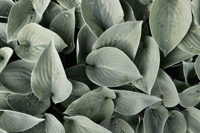Taufrische Hosta-Blätter von Christina Sillen