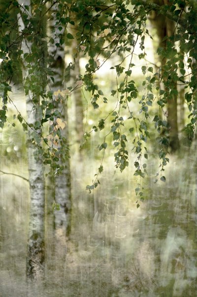 Träumerischer Birkenwald von Christina Sillen