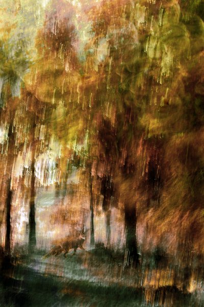 Träumerischer Waldfuchs von Christina Sillen