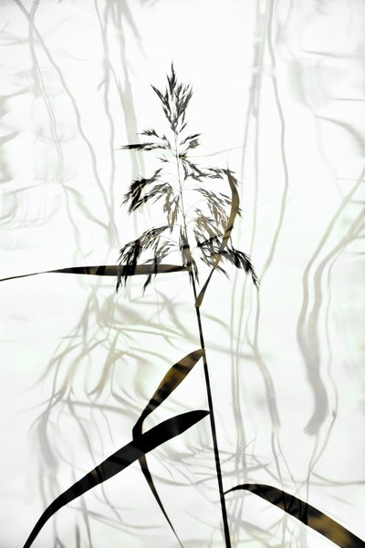Elegante Schilfrohr-Silhouette von Christina Sillen