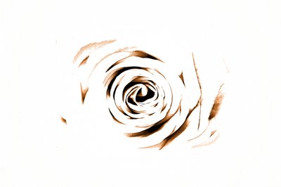 Elegante Sepia-Rose von Christina Sillen