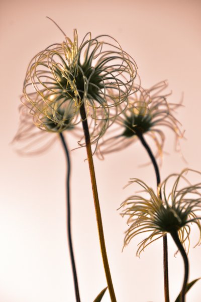 Ätherische Botanische Formen von Christina Sillen