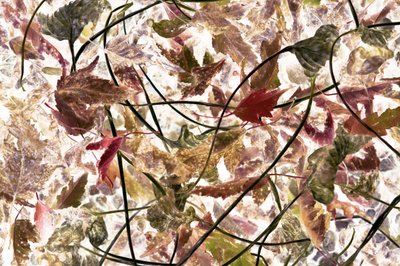 Ätherisches Herbstlaub von Christina Sillen