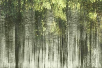 Ätherisches Waldlicht von Christina Sillen