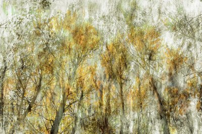 Ätherische goldene Bäume von Christina Sillen
