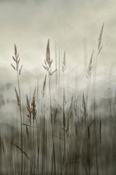 Ätherisches hohes Gras von Christina Sillen