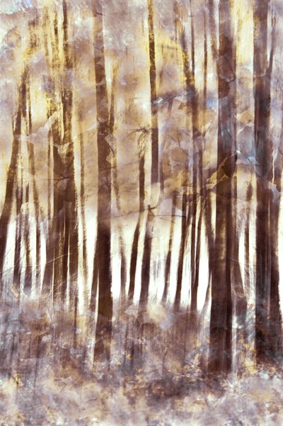 Ätherischer Winterwald von Christina Sillen