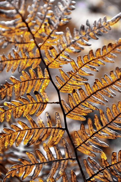 Goldener Herbstfarn von Christina Sillen