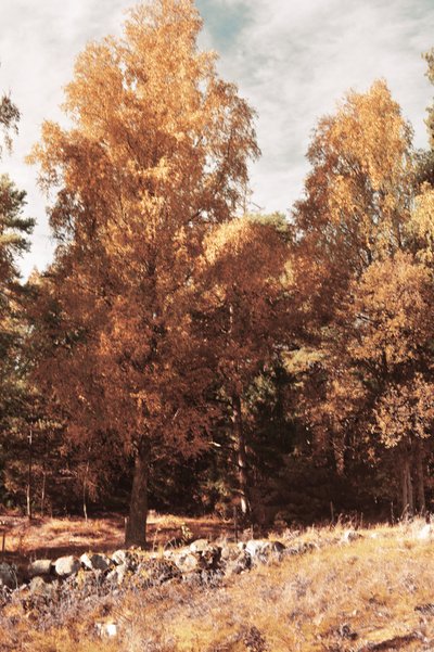 Goldener Herbstwald von Christina Sillen