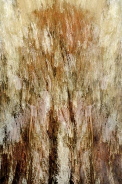 Goldene Waldimpression von Christina Sillen
