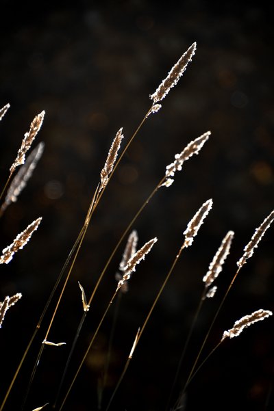 Goldenes Grasleuchten von Christina Sillen