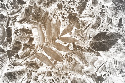 Invertiertes Blattmuster von Christina Sillen