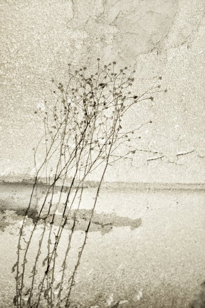 Rustikale botanische Studie von Christina Sillen