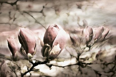 Zarte Magnolienknospen von Christina Sillen
