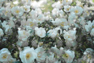Weiche Weiße Rosen von Christina Sillen