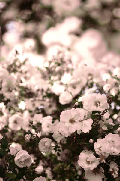 Weiche weiße Rosen von Christina Sillen