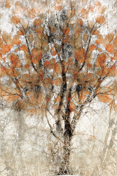 Strukturierter Herbstbaum von Christina Sillen