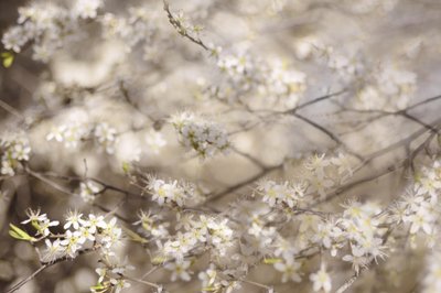 Weiße Frühlingsblüten von Christina Sillen