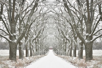 Winterliche Baumgesäumte Straße von Christina Sillen